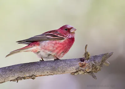 Чечевица (Carpodacus erythrinus). Птицы Европейской России.