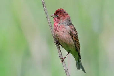 Чечевица сибирская (Carpodacus roseus). Фотогалерея птиц. Фотографии птиц  России, Беларуси, Украины, Казахстана, Таджикистана, Азербайджана.