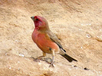 Синайская чечевица - eBird