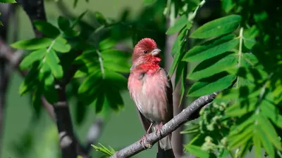 Чечевица (Carpodacus erythrinus). Птицы Европейской России.