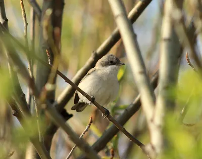 Розовая чечевица - eBird