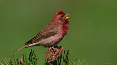 Обыкновенная чечевица | Животный мир и природа Красноярского края