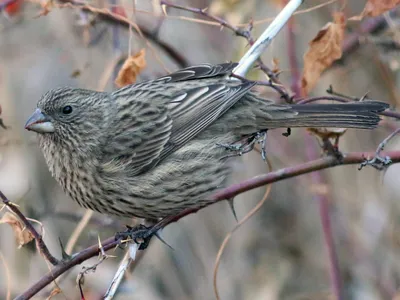 Чечевица (Carpodacus erythrinus). Птицы Европейской России.