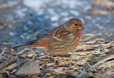 Обыкновенная чечевица (Carpodacus erythrinus). Птицы Сибири.