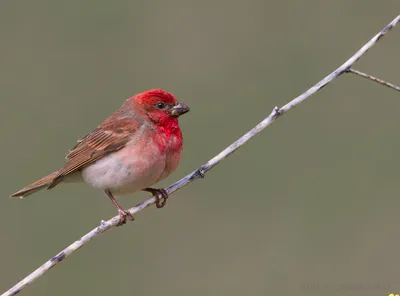 Чечевица обыкновенная (Carpodacus erythrinus)