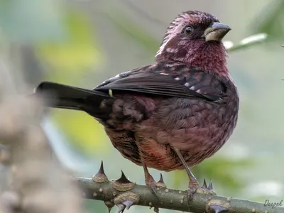 Арчовая чечевица - eBird