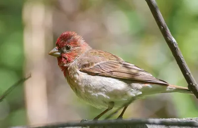 Чечевица (Carpodacus erythrinus). Птицы Европейской России.