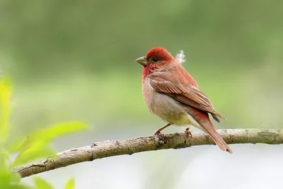 Обыкновенная чечевица (Carpodacus erythrinus). Птицы Сибири.