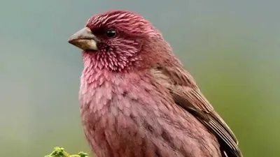 Обыкновенная чечевица (Carpodacus erythrinus). Птицы Казахстана.