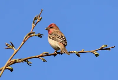 Чечевица обыкновенная (Carpodacus erythrinus). Фотогалерея птиц. Фотографии  птиц России, Беларуси, Украины, Казахстана, Таджикистана, Азербайджана.