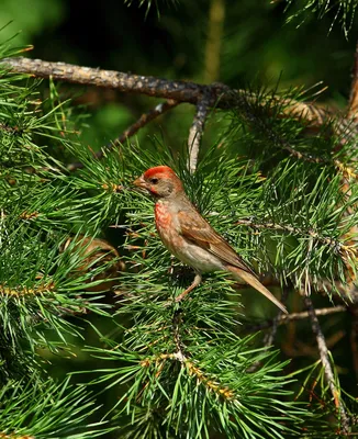 Чечевица (Carpodacus erythrinus). Птицы Европейской России.