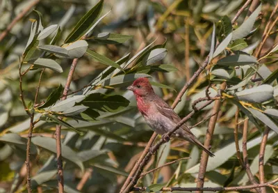 Чечевица (Carpodacus erythrinus) | Yuriy Kuz'menok | Flickr