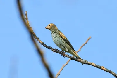 Пятнистокрылая чечевица - eBird