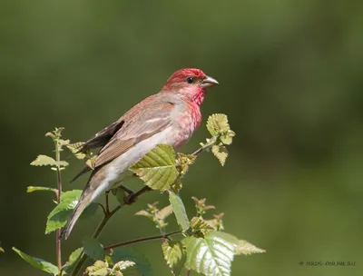 Обыкновенная чечевица (Carpodacus erythrinus). Птицы Сибири.