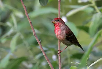 Purple finch male - Пурпурная чечевица. Photographer Antonina Yanovska