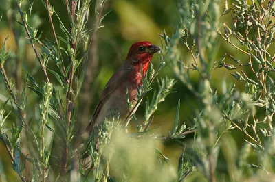 Чечевица (Carpodacus erythrinus). Птицы Европейской России.