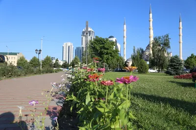 Грозный, Чечня — город будущего! Прогулка по центру Грозного (ч.2).  Достопримечательности Грозного. Показываю небоскрёбы «Грозный Сити». |  Фигаро здесь, Фигаро там | Дзен