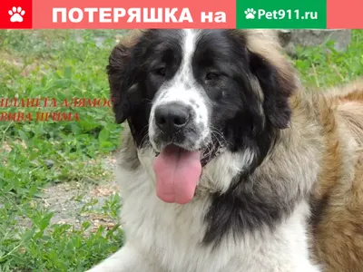 Пропала Московская сторожевая в Челябинске | Pet911.ru