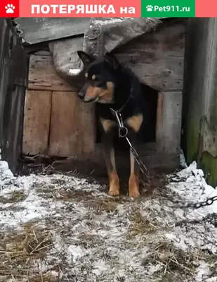 Пропала собака Шарик в Аше, Челябинская обл. | Pet911.ru