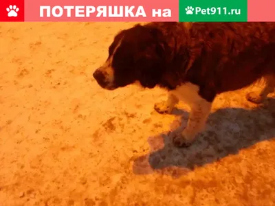 Пропала Московская сторожевая в Челябинске | Pet911.ru