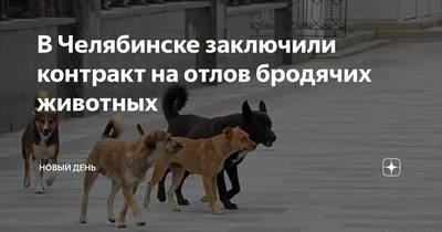 ДОБЕРМАН ЧЕЛЯБИНСК (@jessy_doberman) • Instagram photos and videos