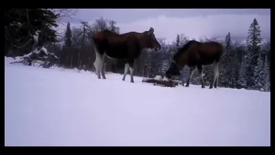 В Челябинске собака напала на женщину и сотрудника Росгвардии | Уральский  меридиан