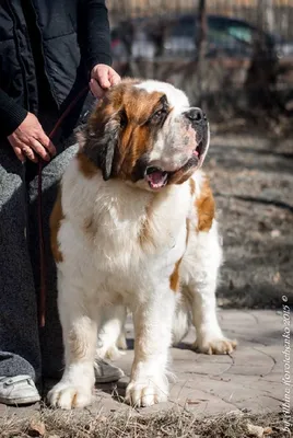 Щенки кангала (Kangal Shepherd Dog) | Фото выпускников питомника