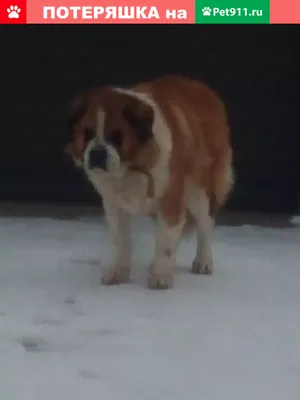 Щенки курцхаара в питомнике IZ DIZERLAND - Краснодарский край - Hunting dog