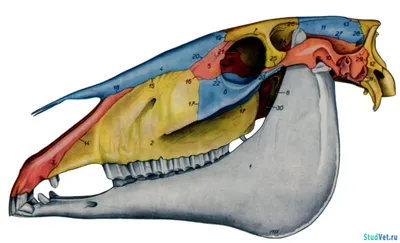Фото черепа лошади: интересный объект для исследования