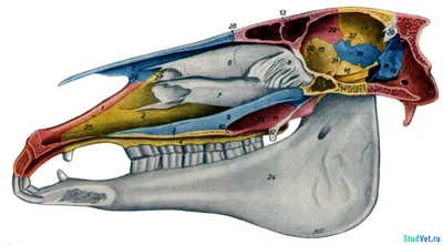 Изображение черепа лошади: скачайте в формате PNG