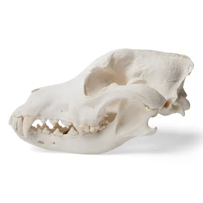 Череп собаки (Canis lupus familiaris), размер L, препарат - 1020995 -  T30021L - Хищники (Carnivora) - 3B Scientific