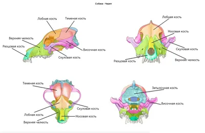 Голова собаки (КТ): нормальная анатомия | vet-Anatomy