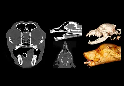 Голова собаки (КТ): нормальная анатомия | vet-Anatomy