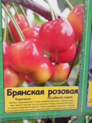 Купить Черешня Брянская Розовая (58545) в интернет-магазине АШАН в Москве и  России
