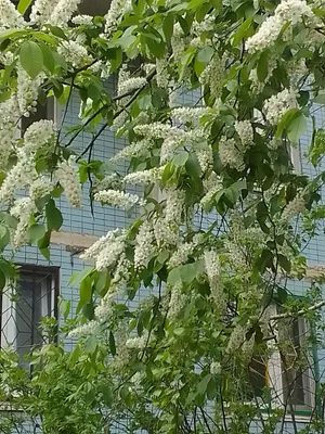 ☆Черемуха Виргинская☆ в Екатеринбурге по низкой цене