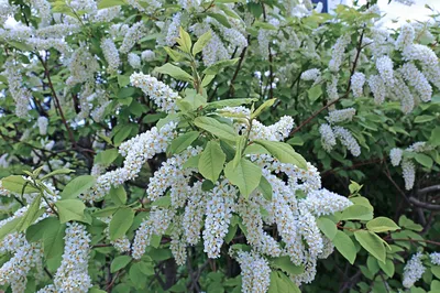 Черёмуха виргинская (Padus virginiana) | Ракита. Питомник растений