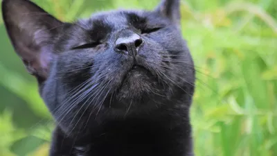 Грациозная черная кошка | Black cats rock, Cats, Black cat appreciation day