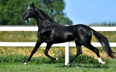 Черная лошадь фото