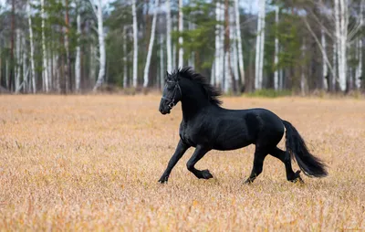 Черная лошадь фотографии