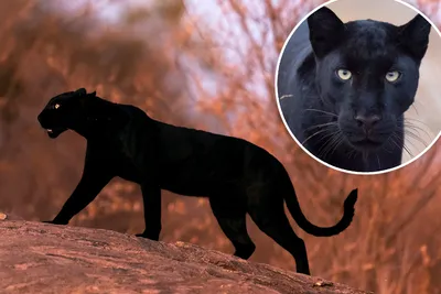 Black Panther Facts For Kids - Black Panther Information For Kids