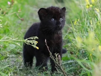 Extraordinary Rare Photos Show Stunning Black Panther in African Wilderness