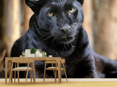 19 Photos Showing A Majestic Black Panther Roaming Through the Jungles Of  India | DeMilked