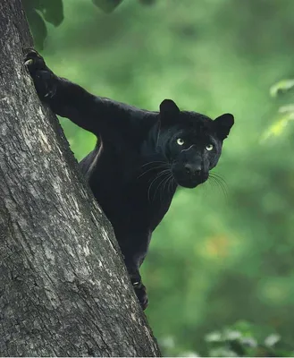 To Kill or Not to Kill: Shy Panther on the Loose Near Belgian-German Border  - DER SPIEGEL