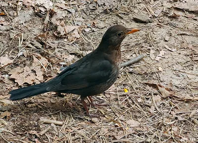 Черный дрозд Turdus merula Eurasian Blackbird