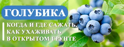 Черника: польза и вред для организма, витамины и полезные свойства -  Телеканал Доктор