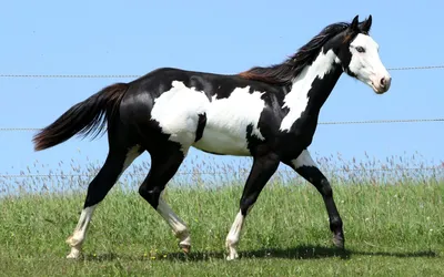 Черно-белая лошадь фото