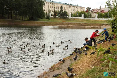 В парке Черное озеро жгут рябины и перестилают дорожки | Жить в Казани |  Дзен