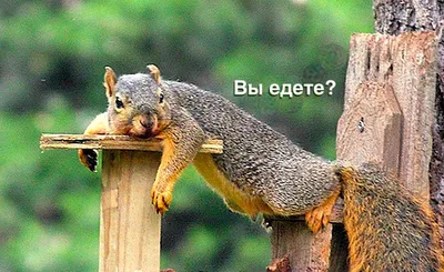 Вы знаете, где в Омской области находится Мост любви? | 12 канал
