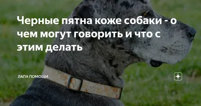 Генетика окрасов собак, классификация и описание окраса шерсти собаки