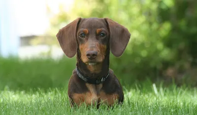 Такса (Dachshund) - собака невероятно милая и душевная. Описание, фото,  отзывы о породе.